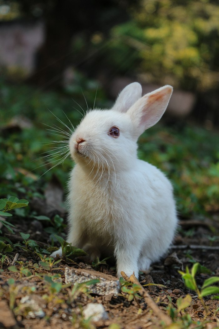 A rabbit sitting in grass