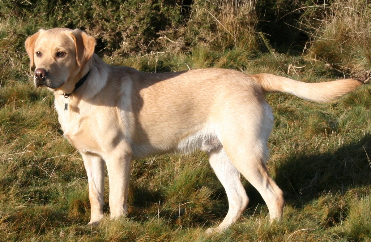 Photo of Maple