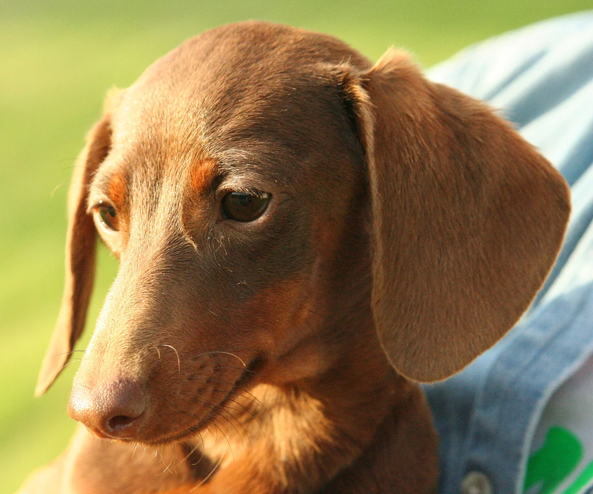Photo of Pretzel