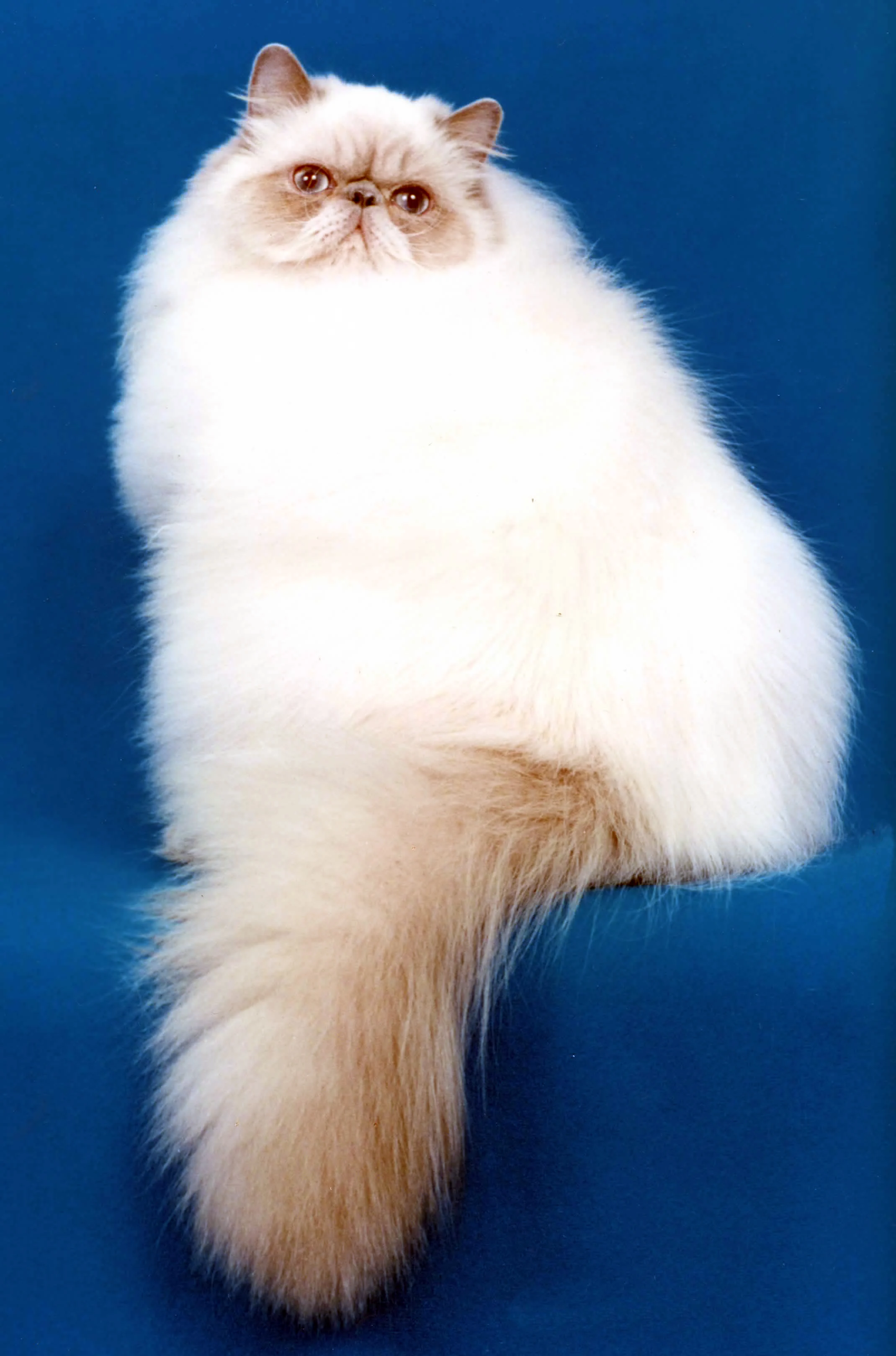 Photo of Bluebell