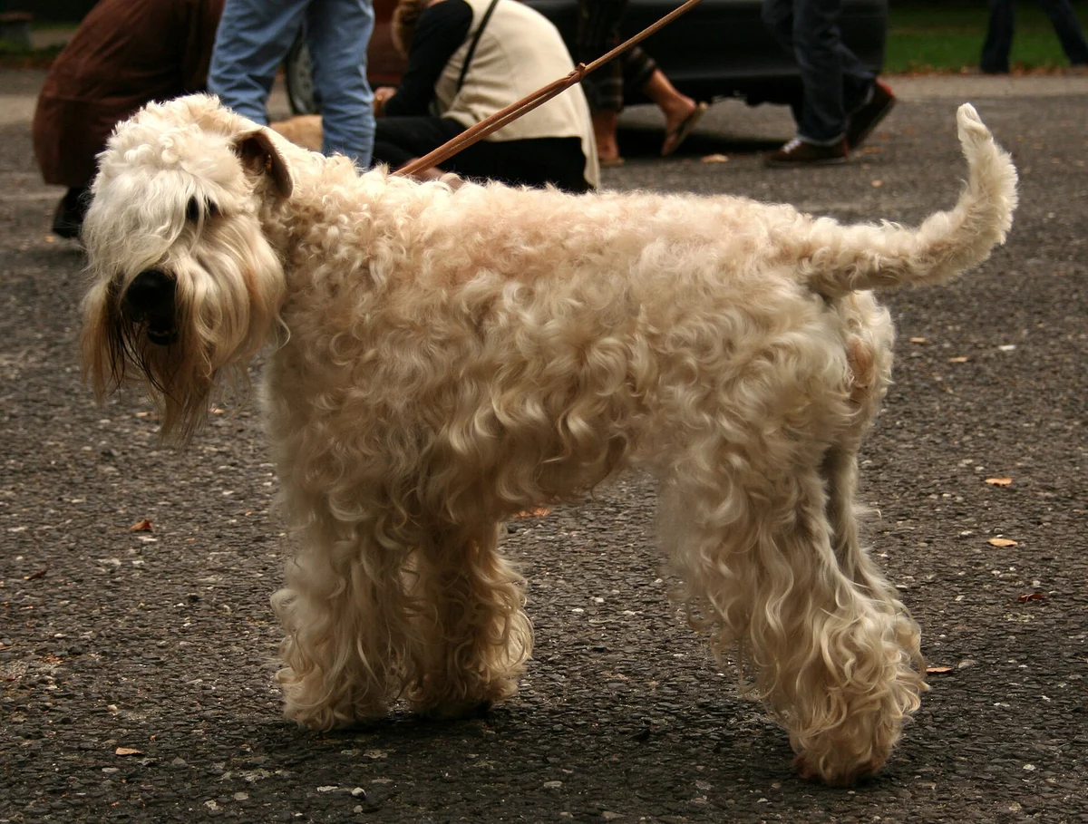 Photo of Barley