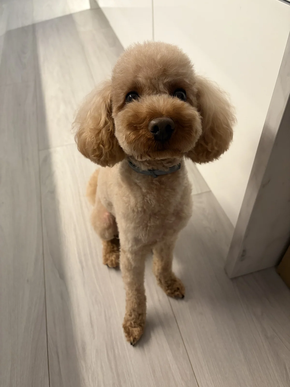 Photo of Bijou