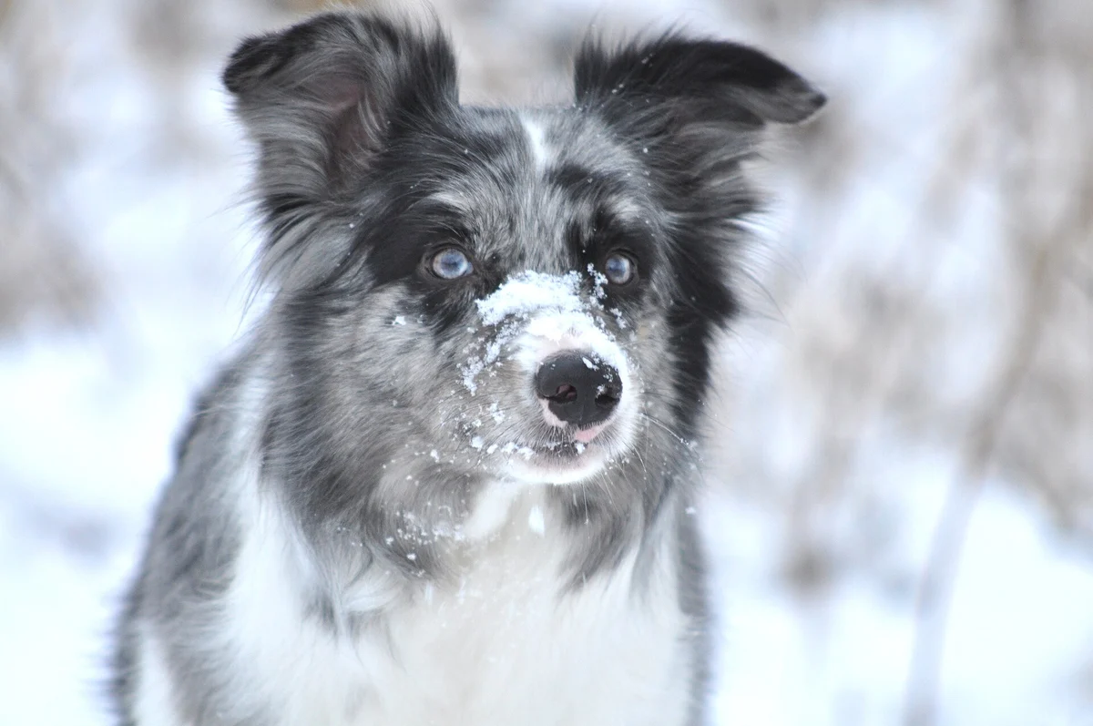 Photo of Scout