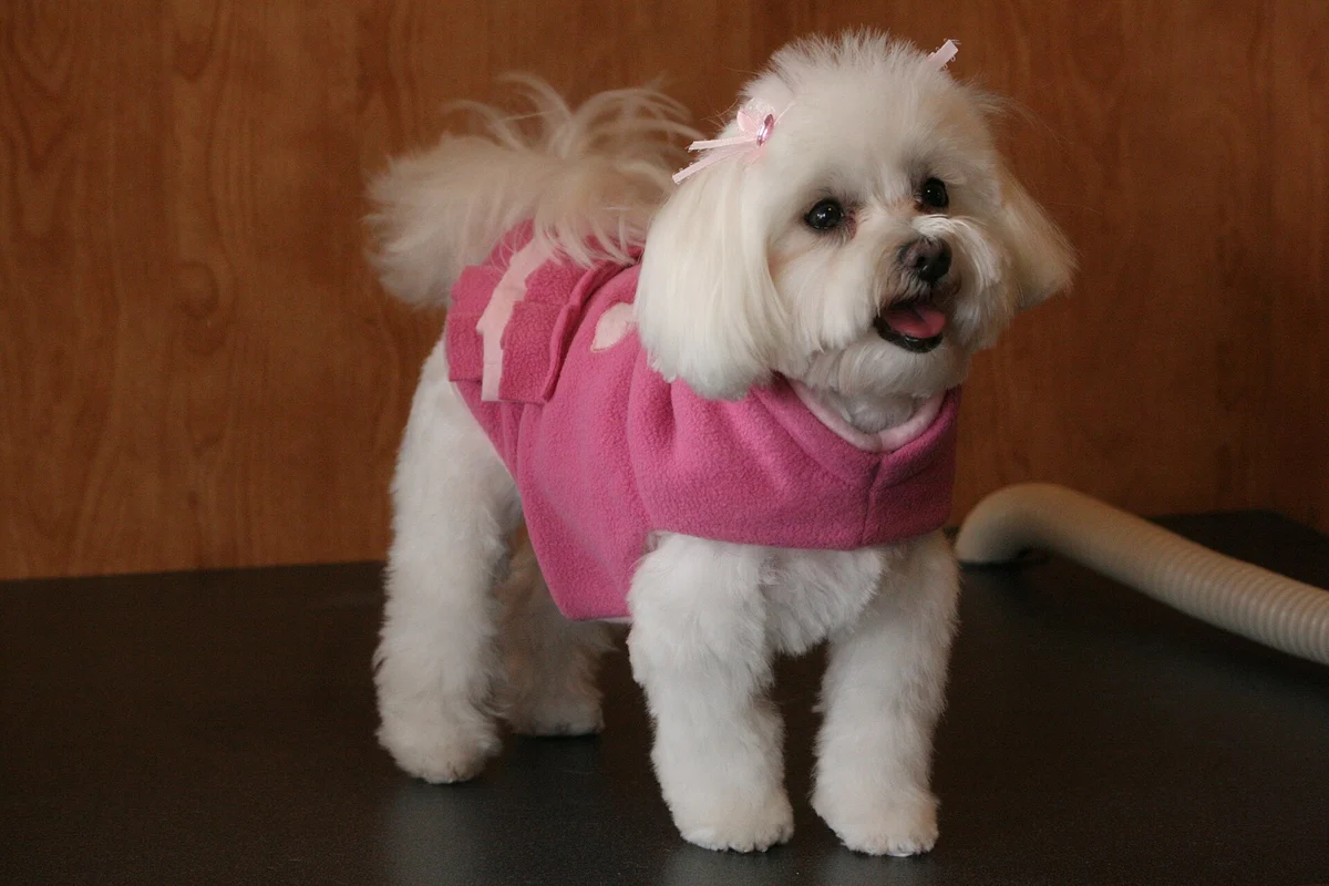 Photo of Teddy