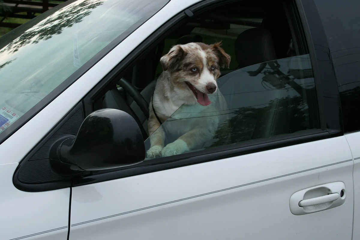 Photo of Ranger