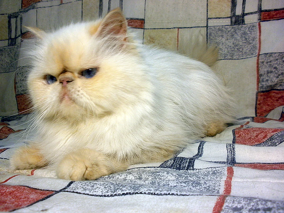 Photo of Bluebell