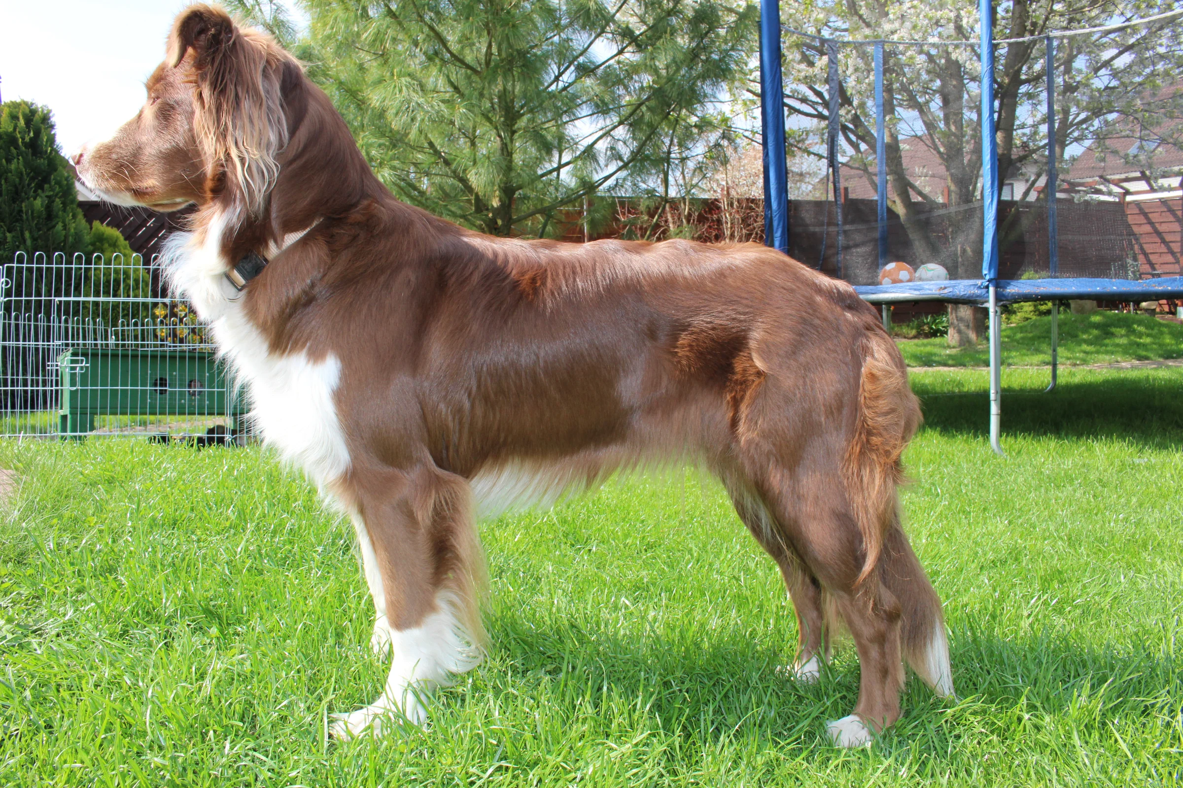 Photo of Ranger