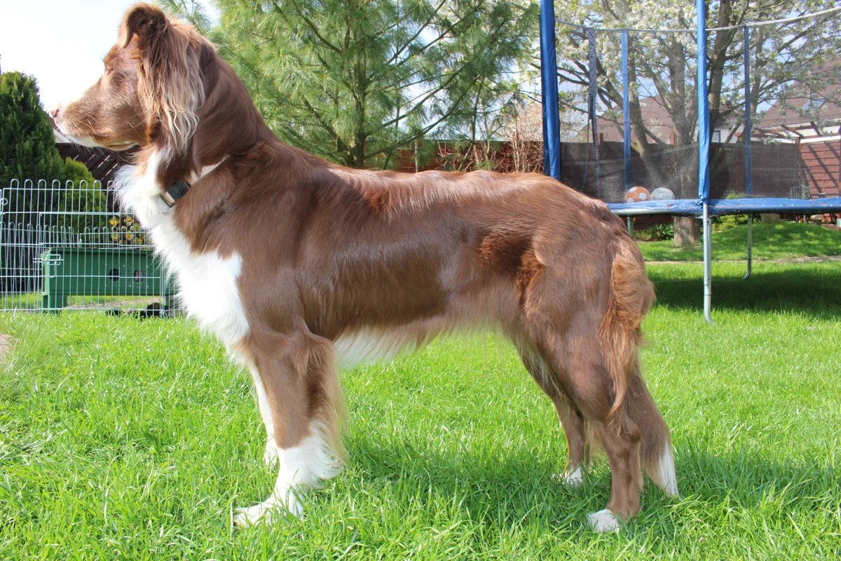 Photo of Ranger