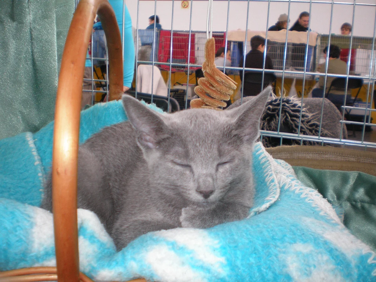 Photo of Slate