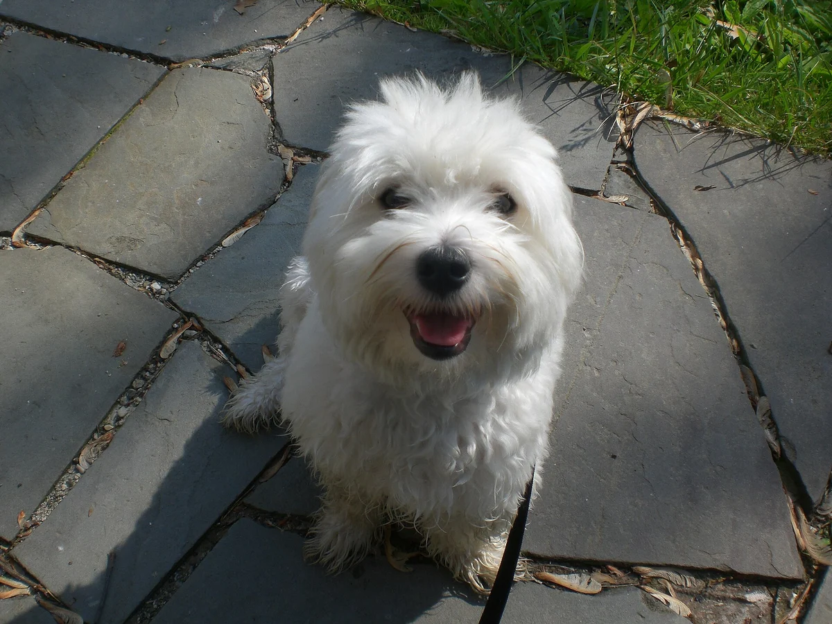 Photo of Cotton