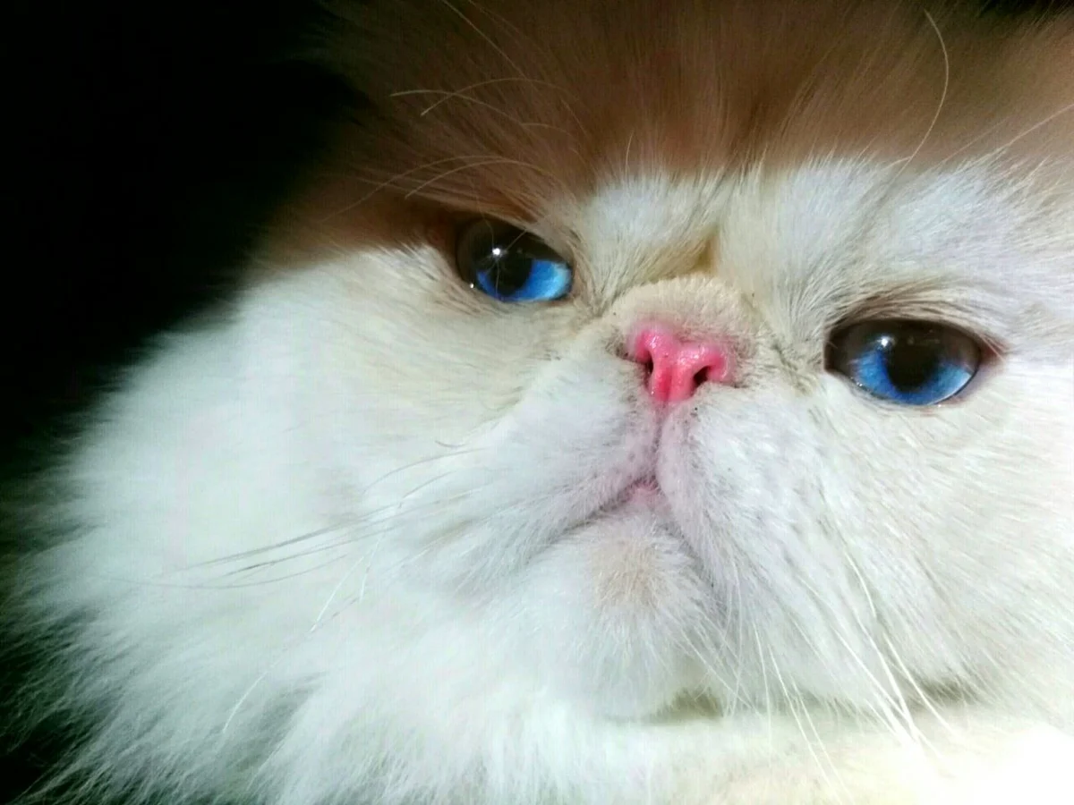 Photo of Bluebell