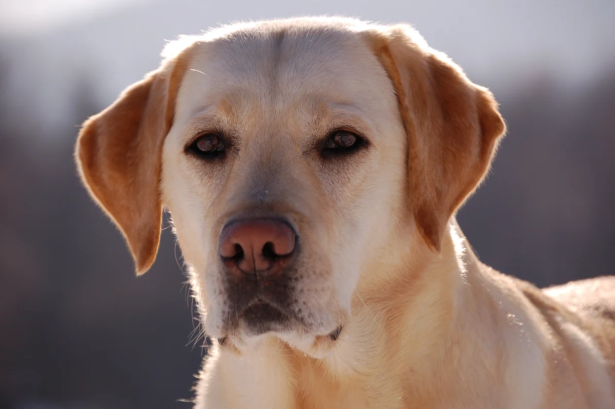 Photo of Maple