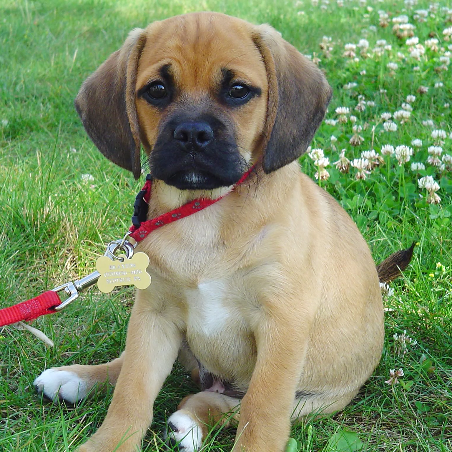 Photo of Copper