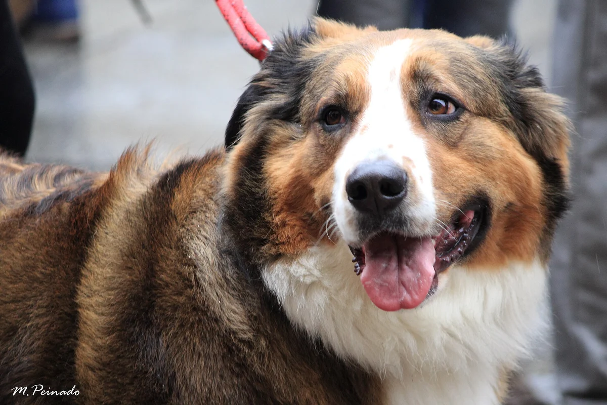 Photo of Ranger