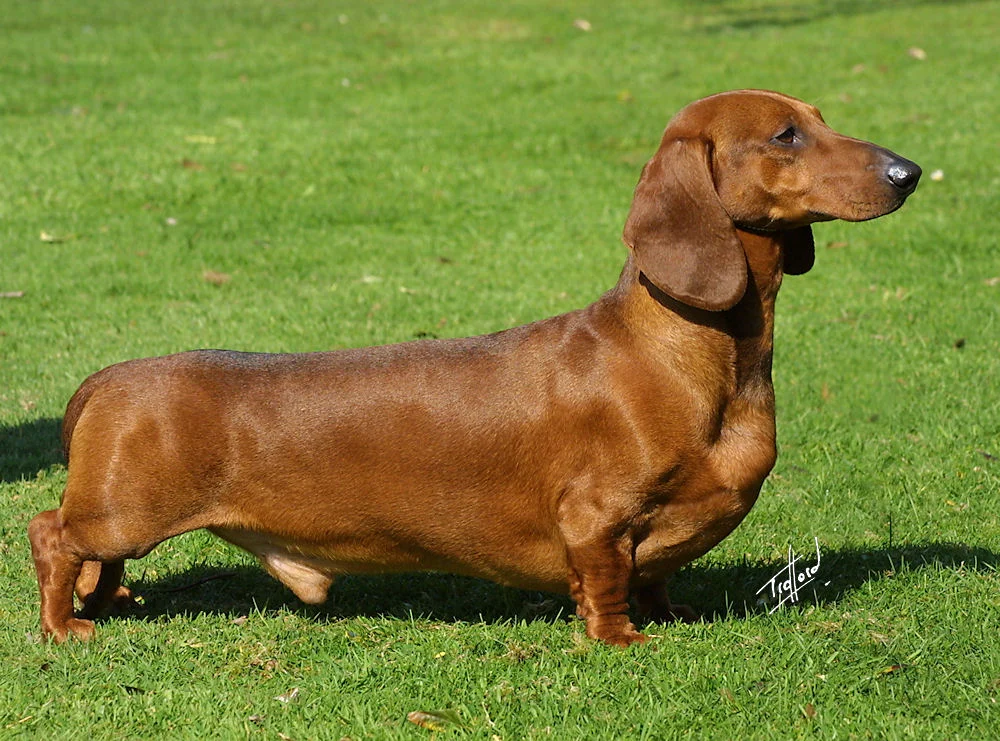 Photo of Pretzel