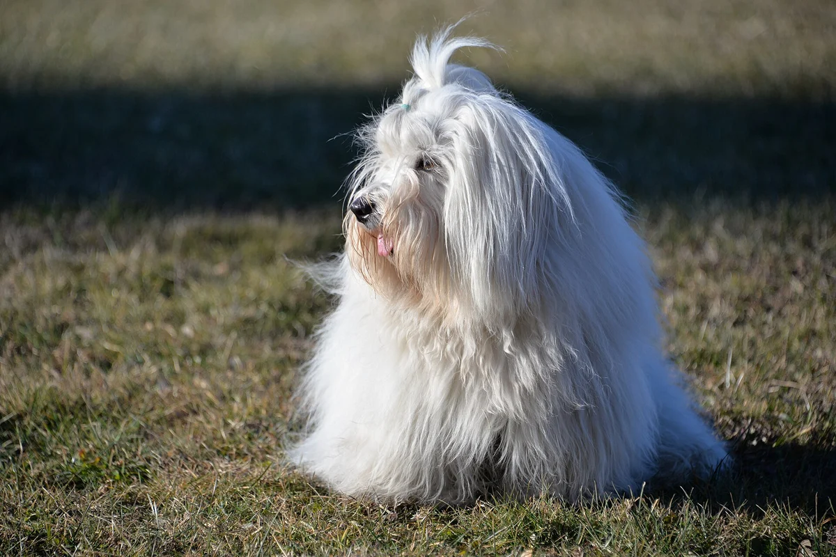 Photo of Cotton