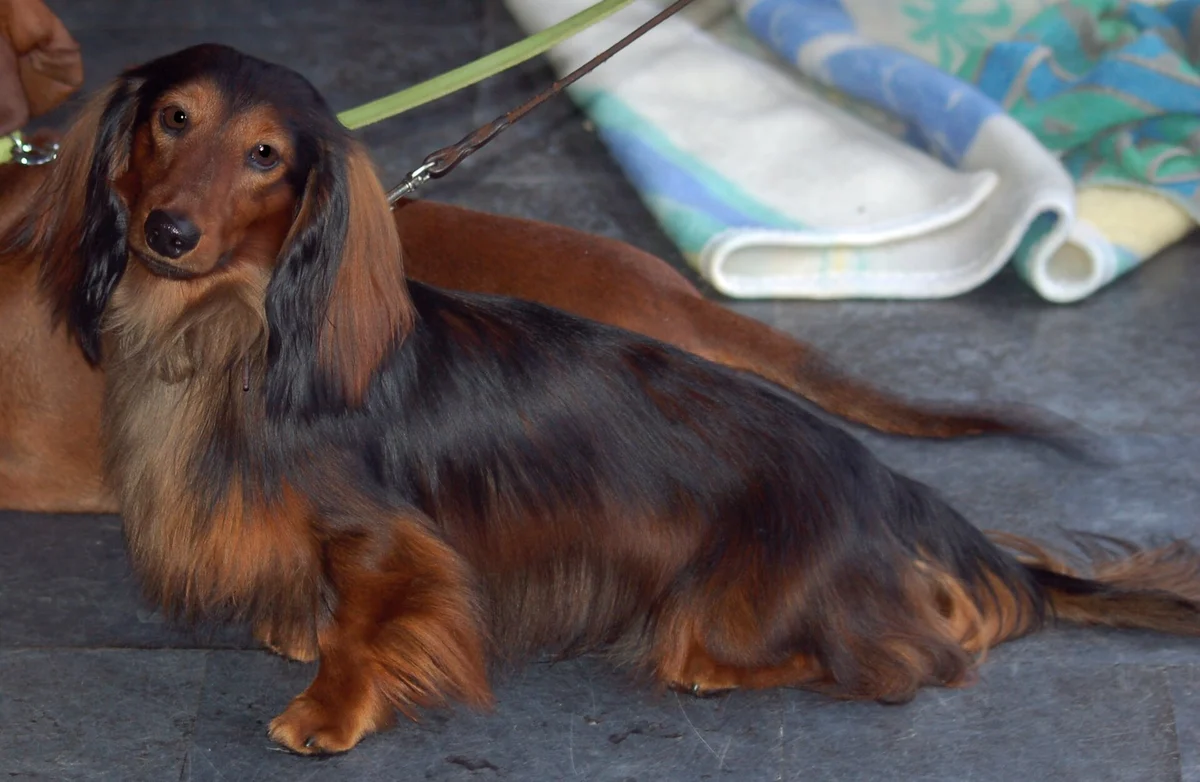 Photo of Pretzel