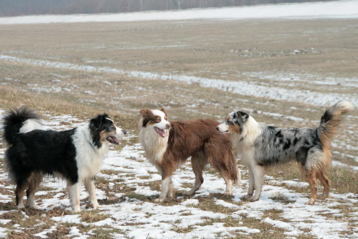 Photo of Ranger