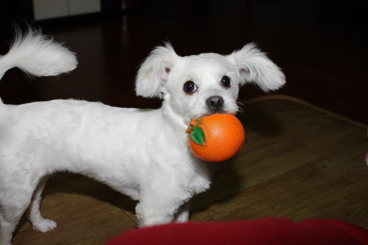 Photo of Lily