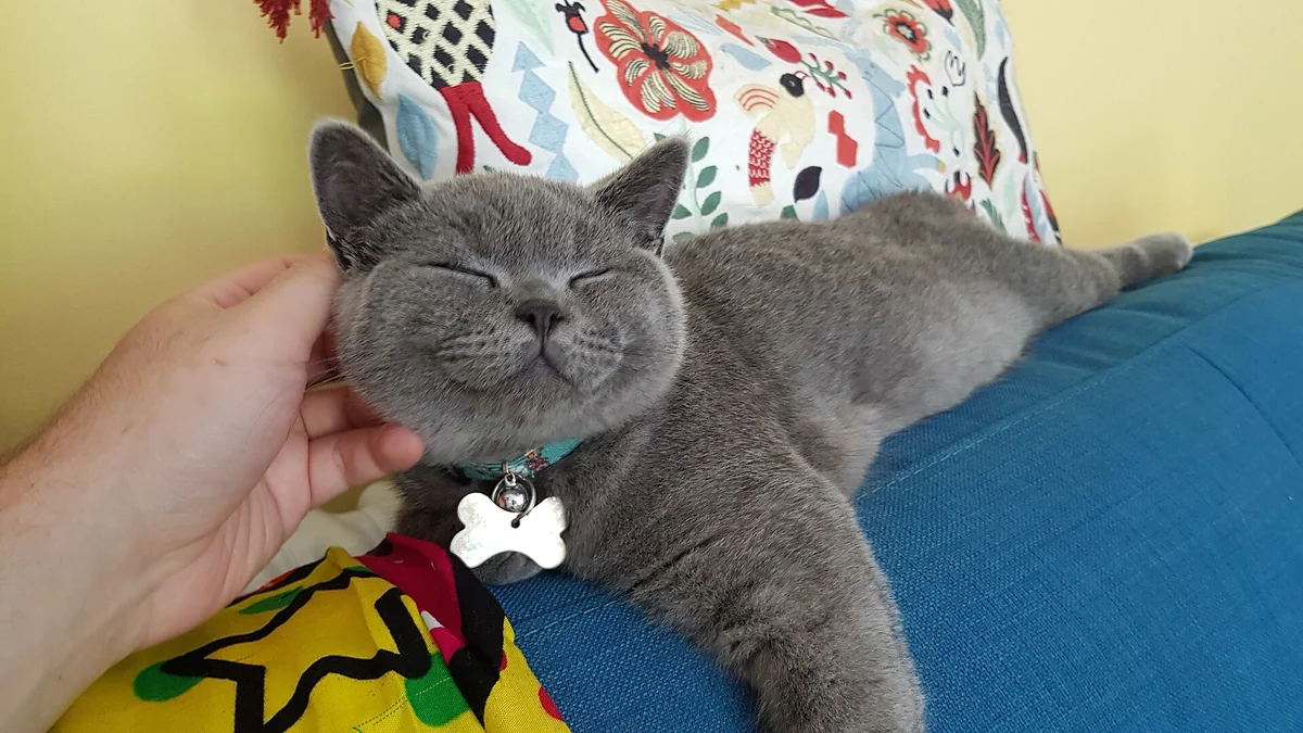 Photo of Mochi