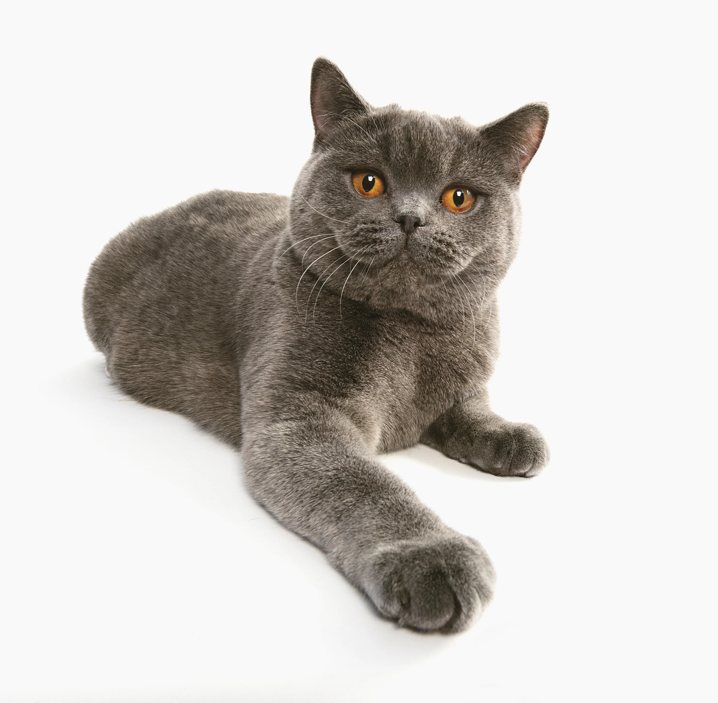 Photo of Mochi