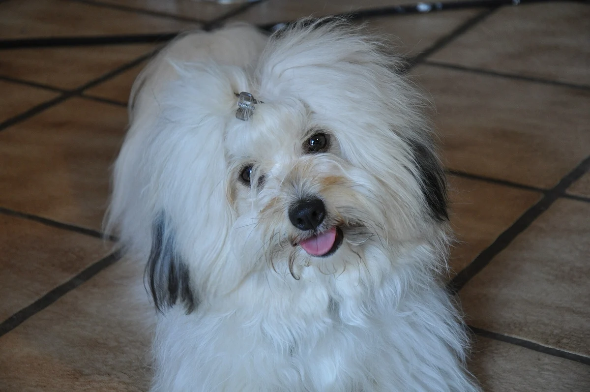 Photo of Cotton