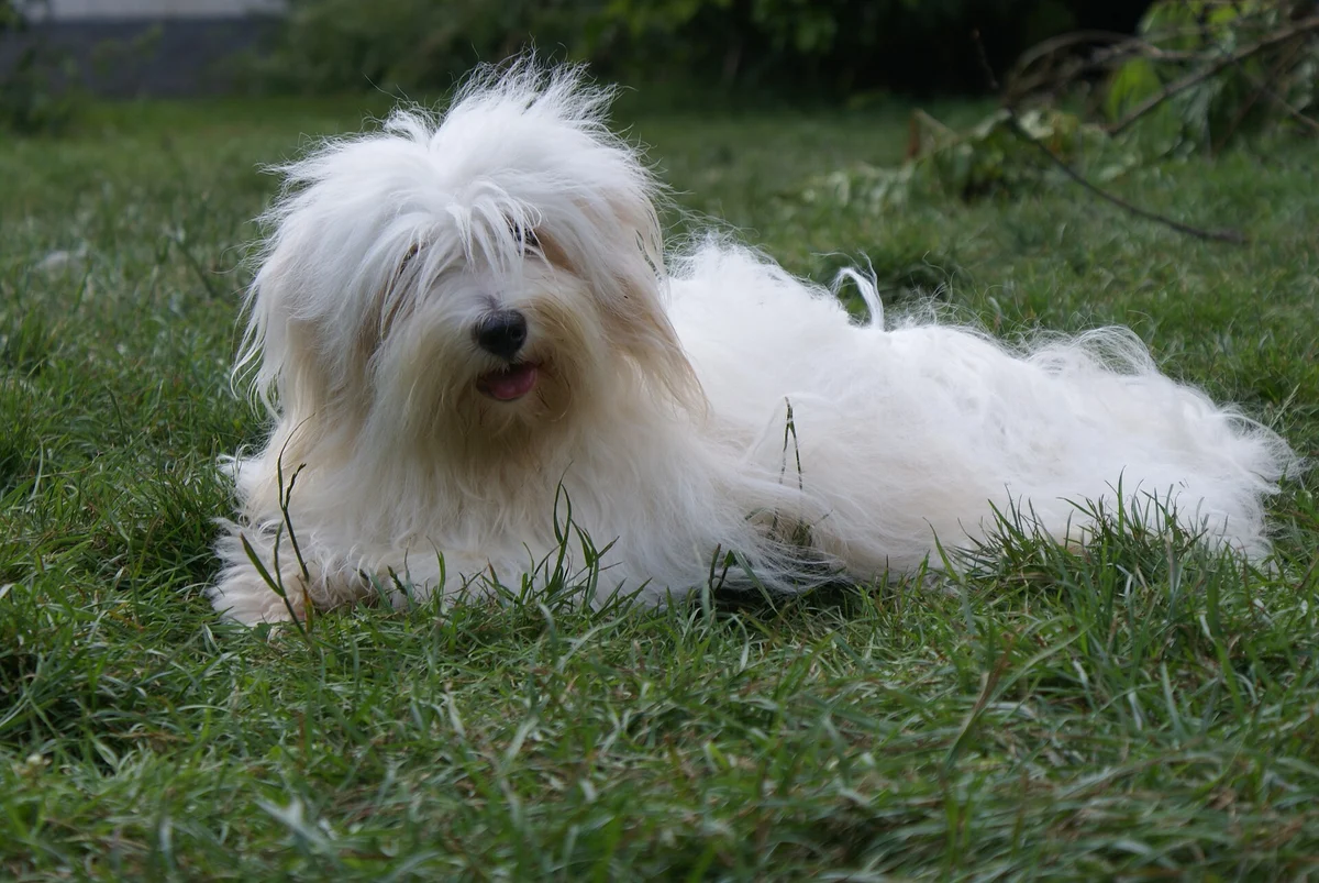 Photo of Cotton