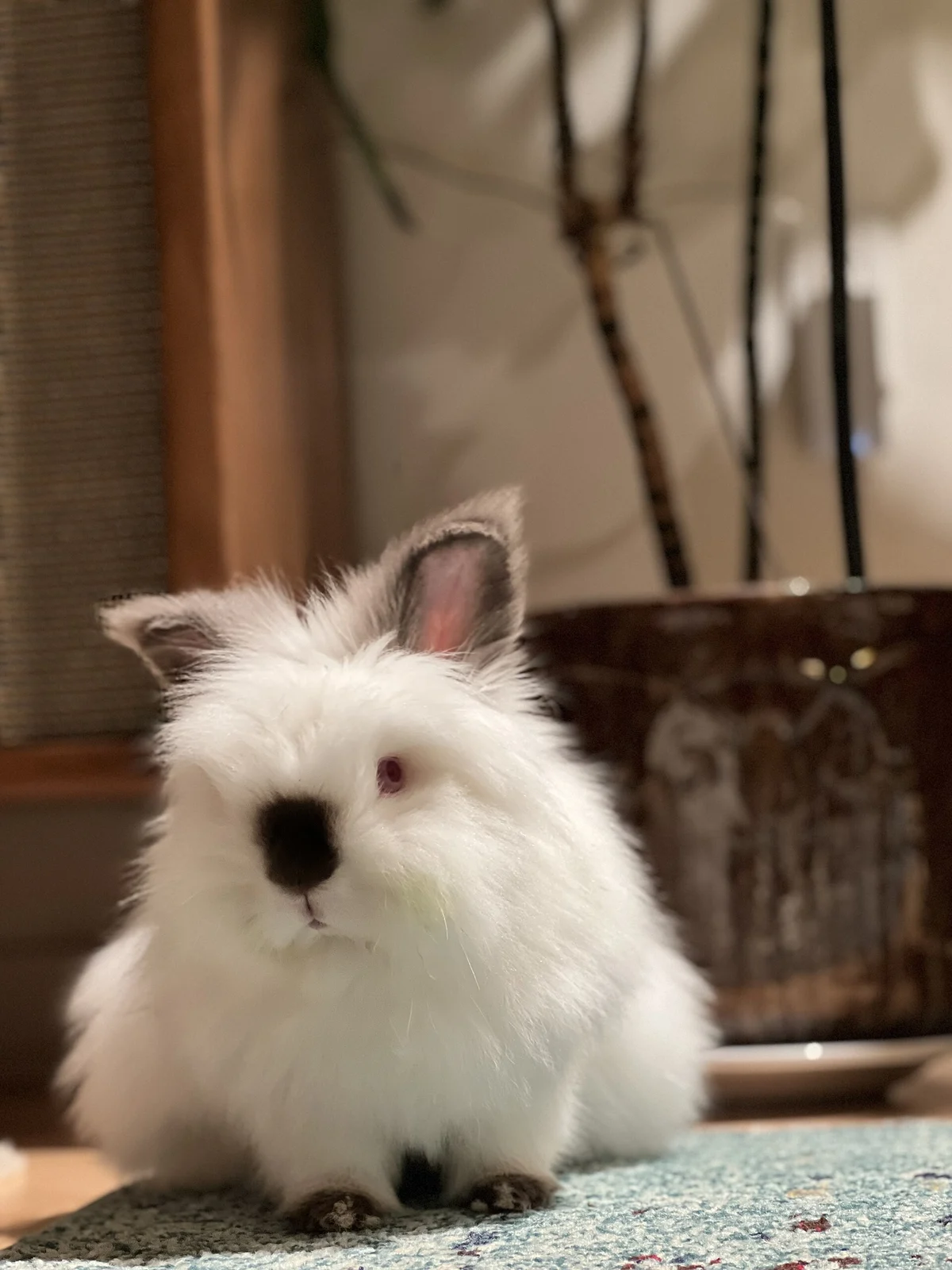 Photo of Clover