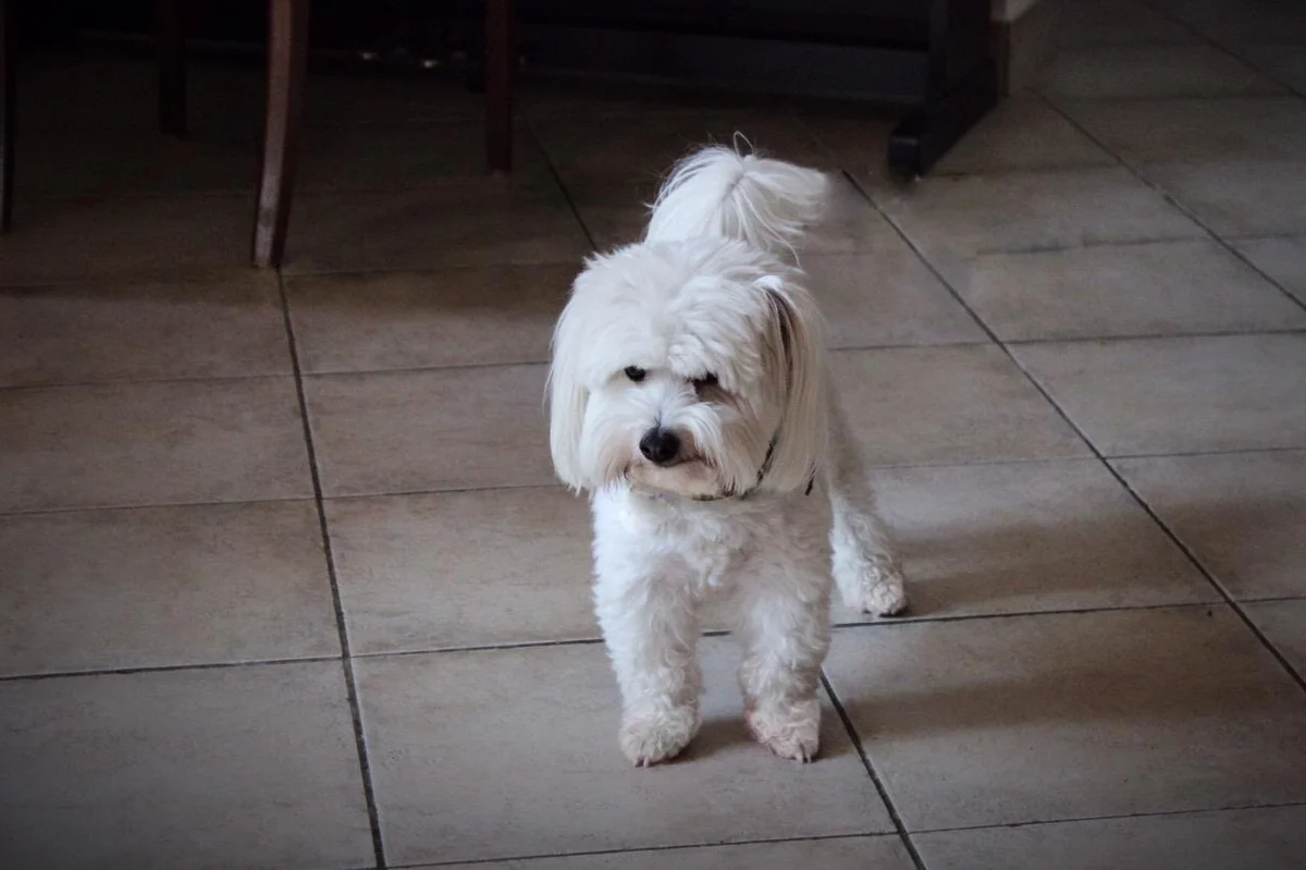 Photo of Cotton