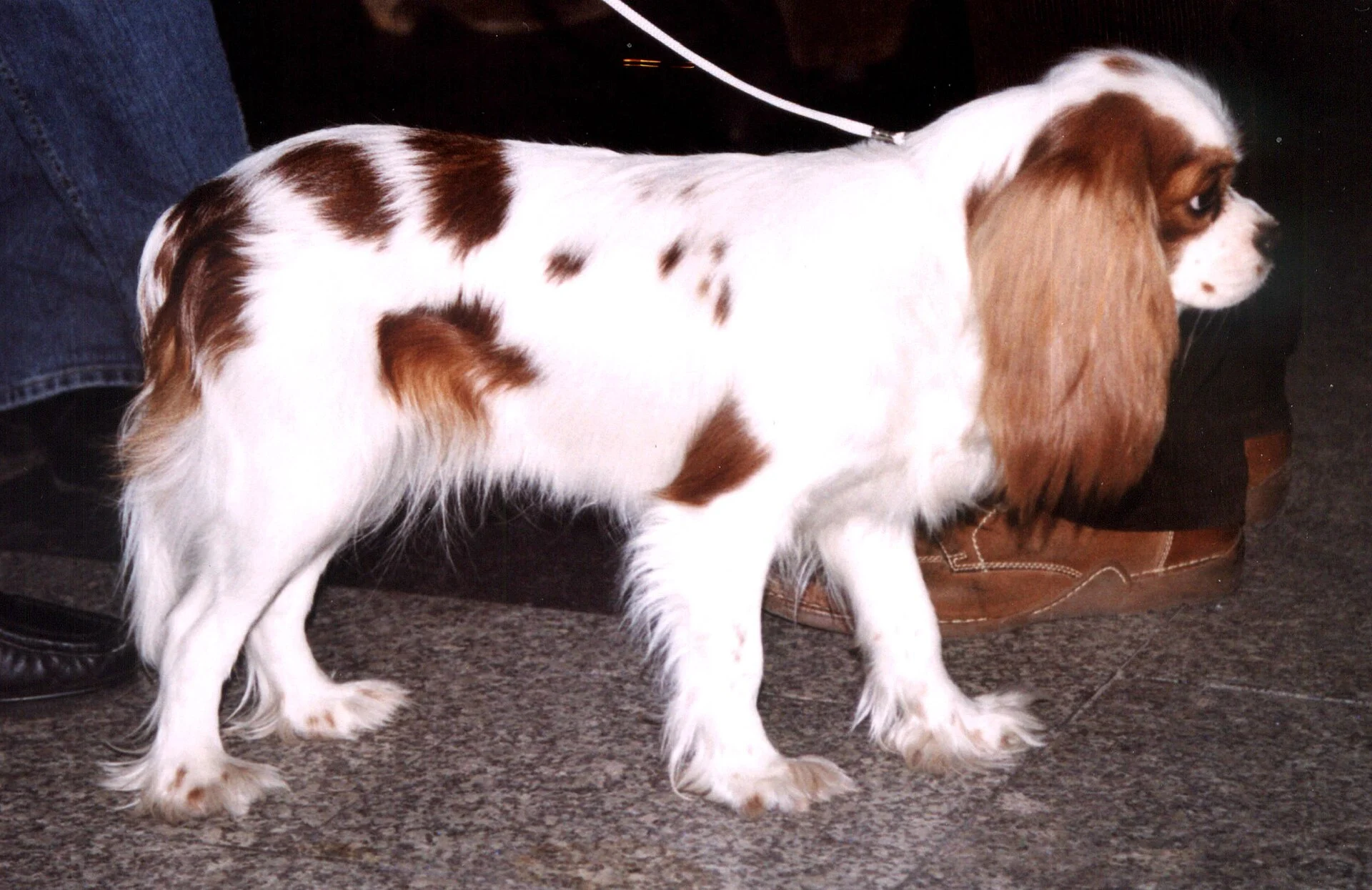 Photo of Winston