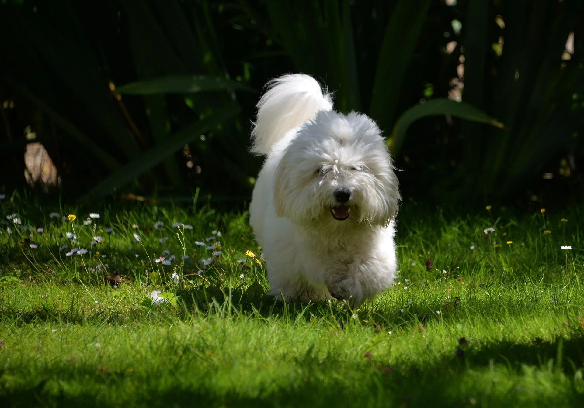 Photo of Cotton