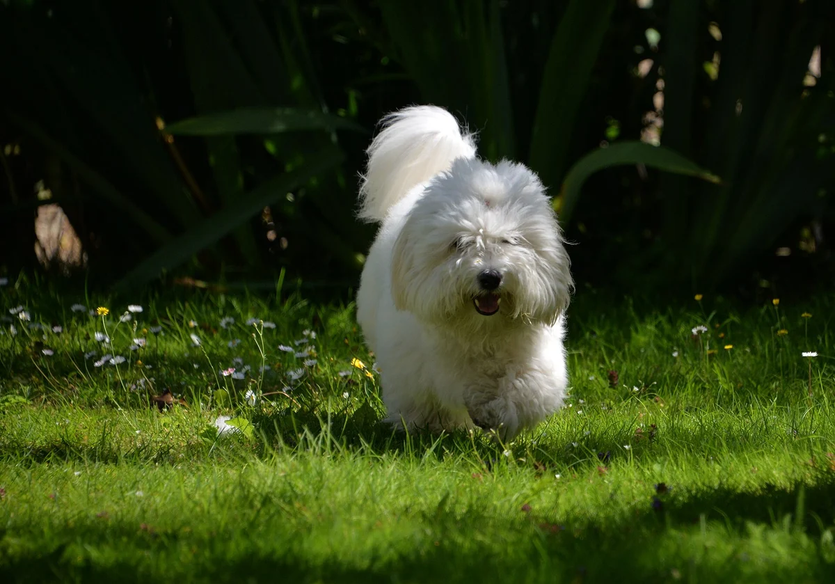 Photo of Cotton
