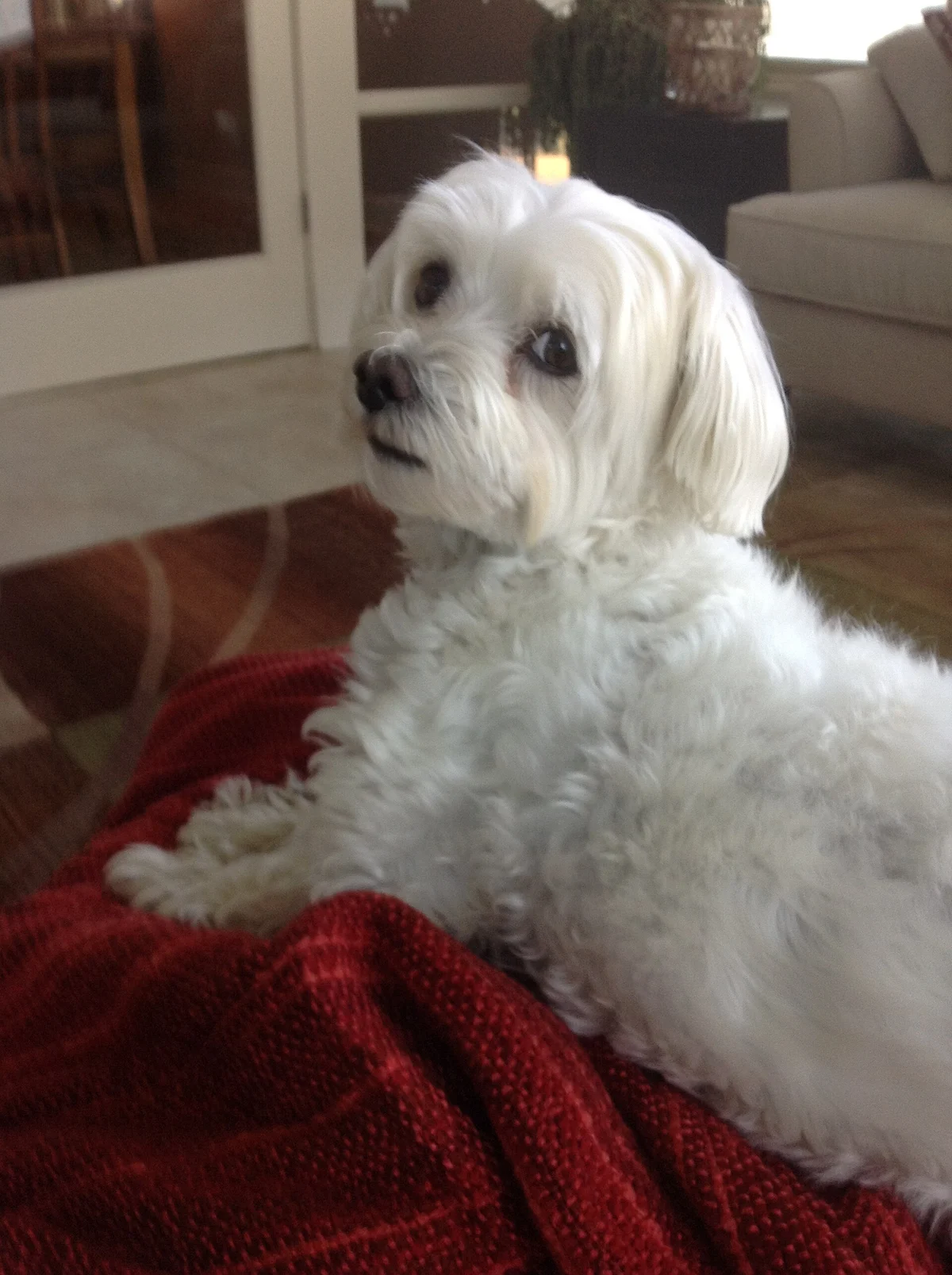 Photo of Cotton