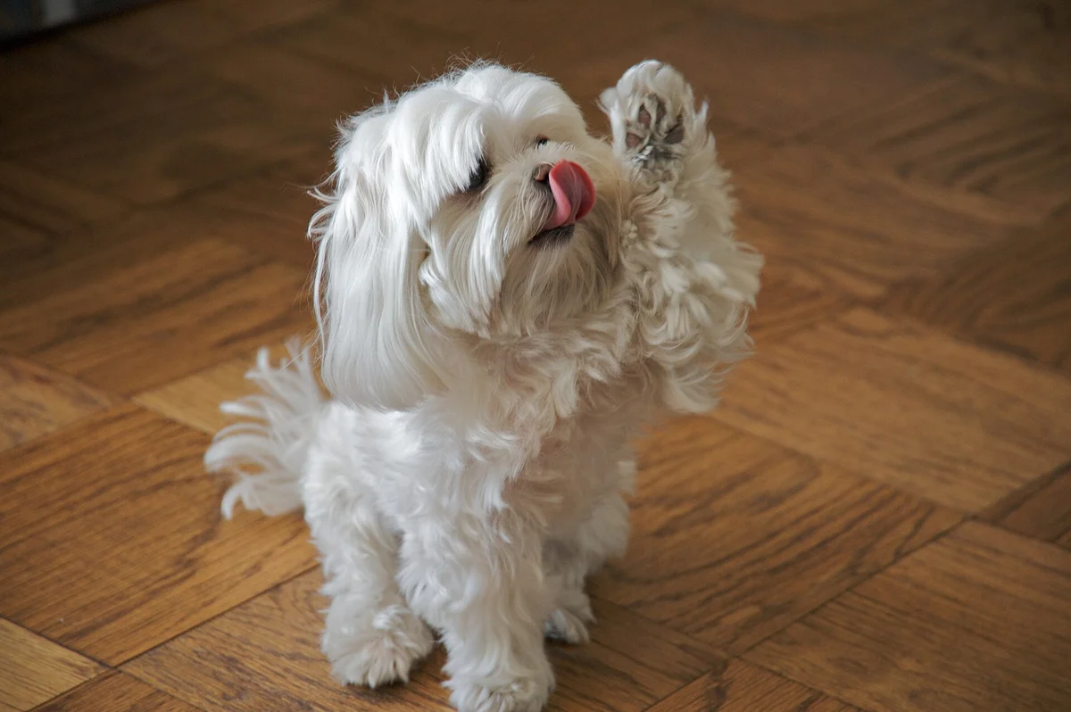 Photo of Lily