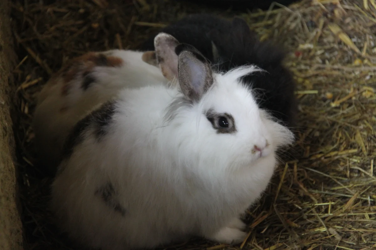 Photo of Clover