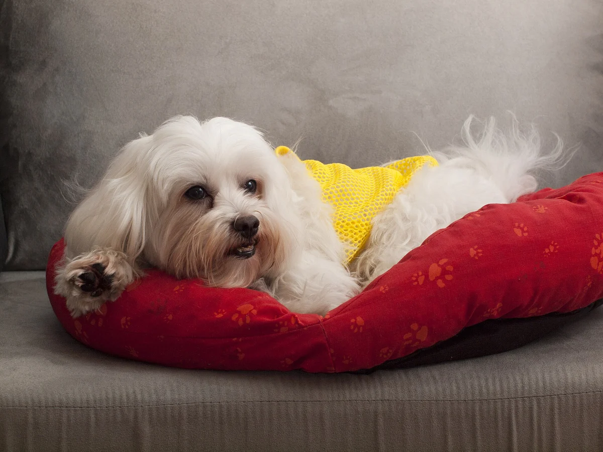 Photo of Teddy