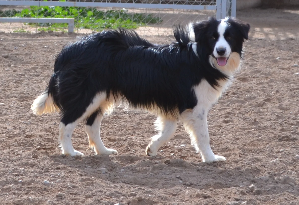 Photo of Scout