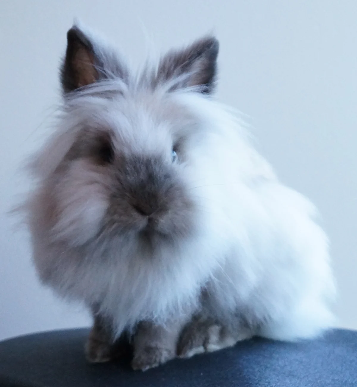 Photo of Clover