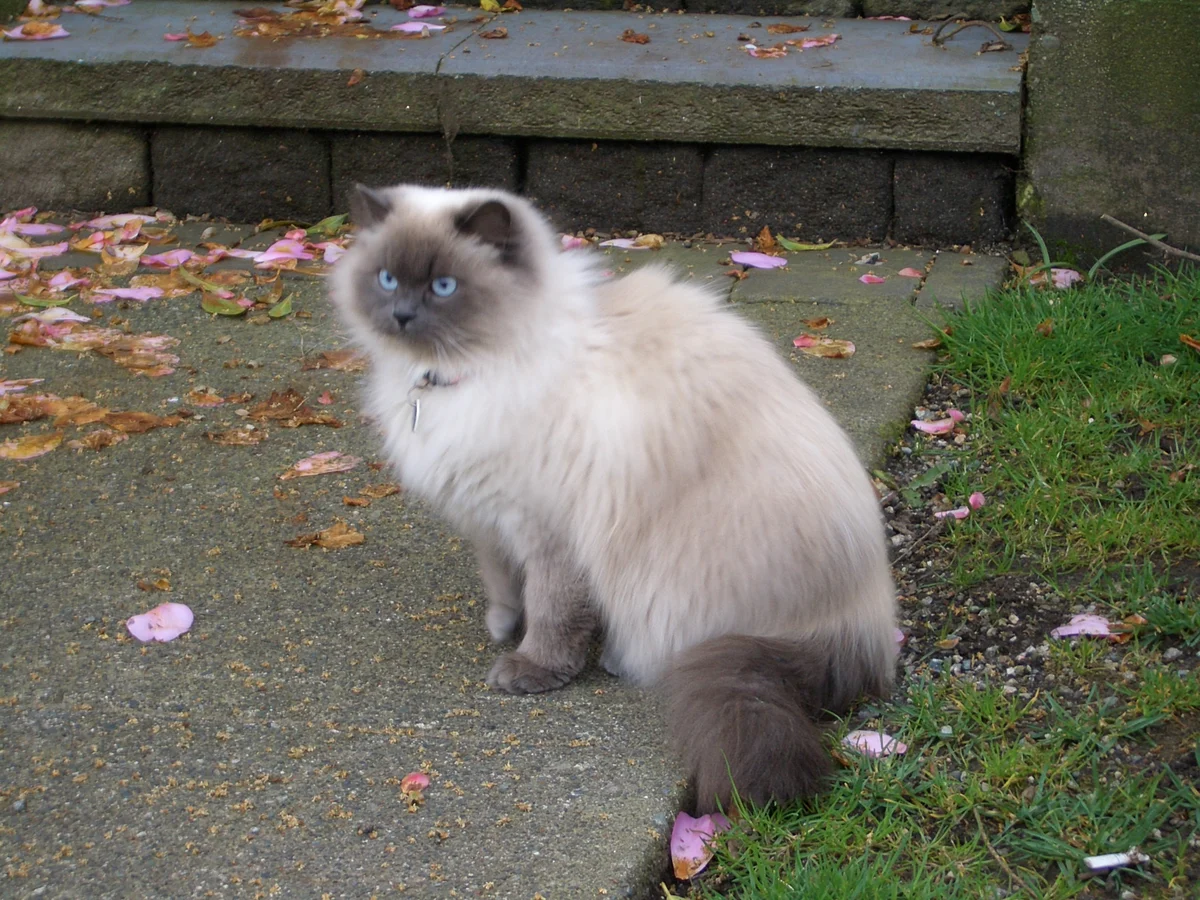 Photo of Opal