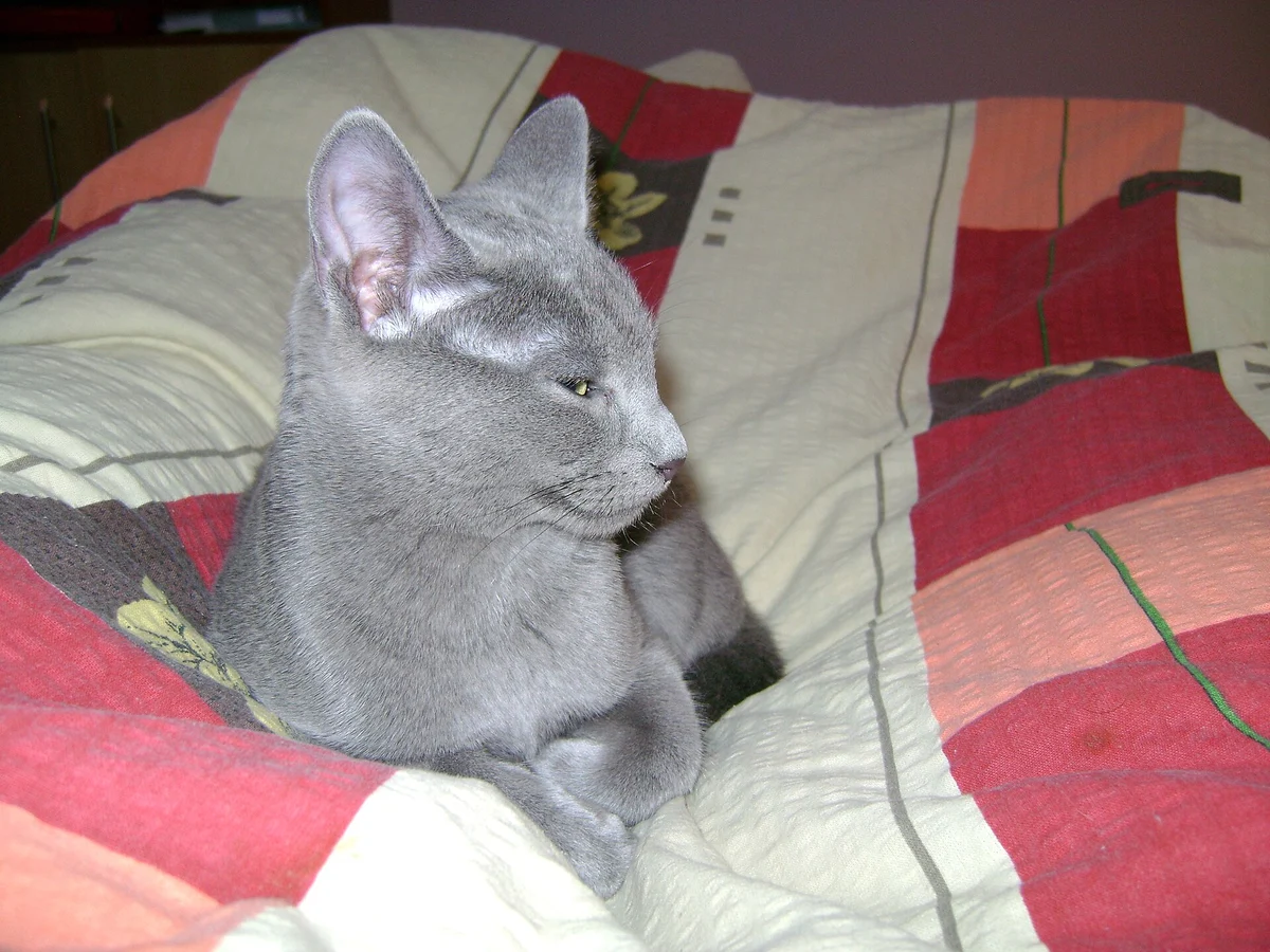 Photo of Slate