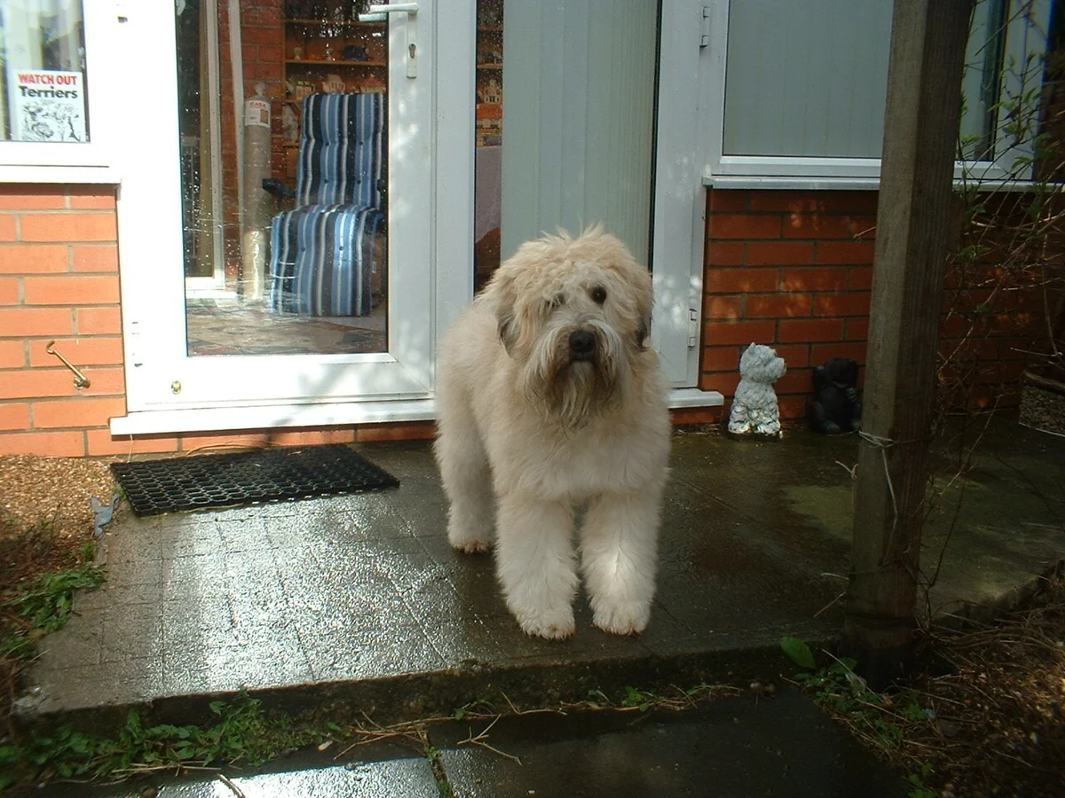 Photo of Barley